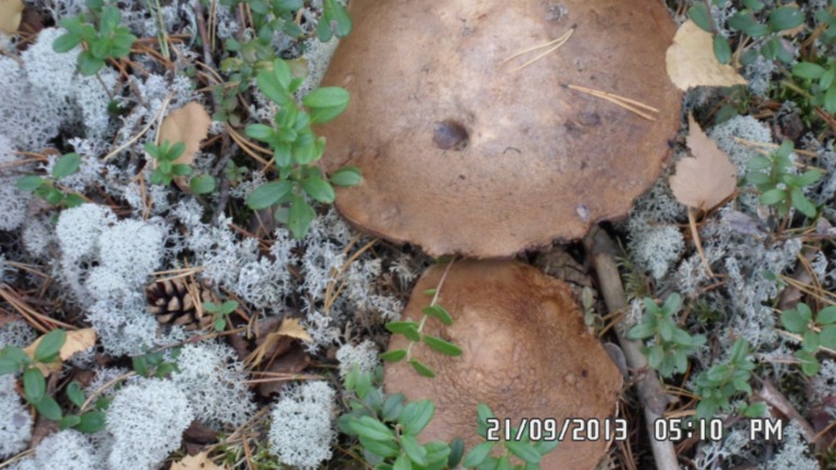 Осенняя поездка в лес