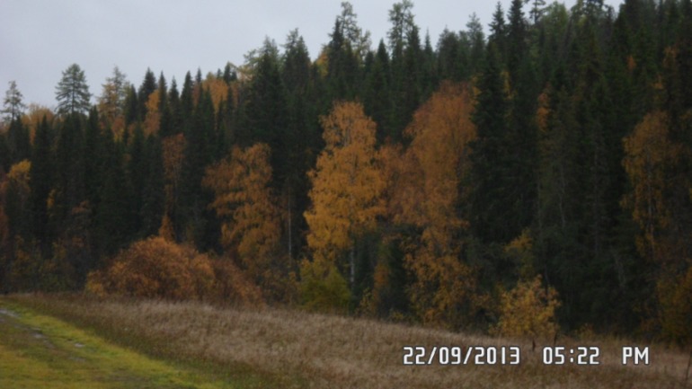 Осенняя поездка в лес