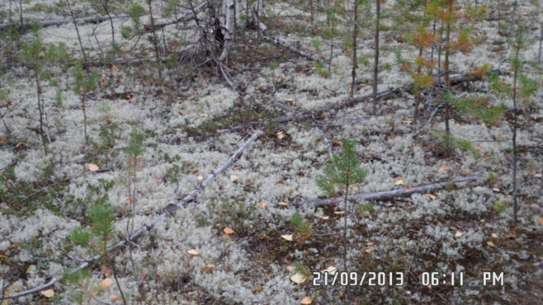 Осенняя поездка в лес