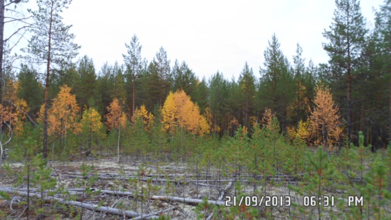 Осенняя поездка в лес