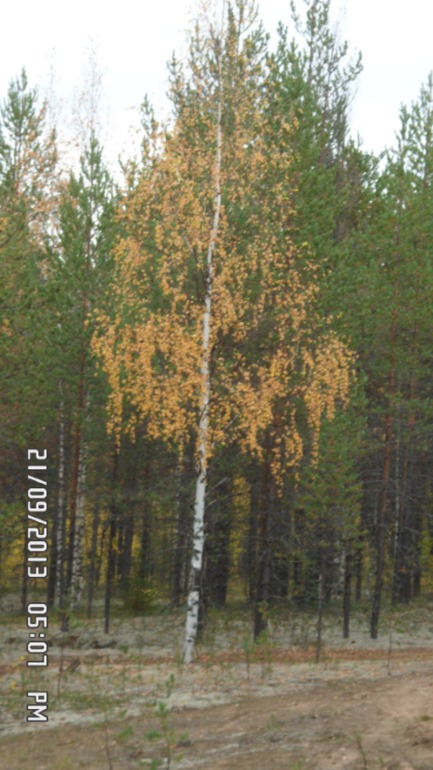 Осенняя поездка в лес