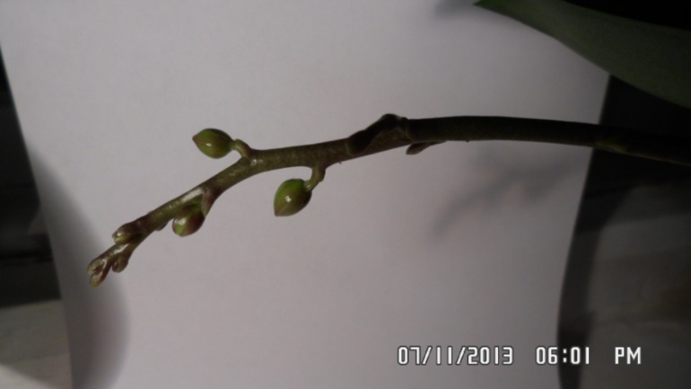 Орхидея все никак не зацветет