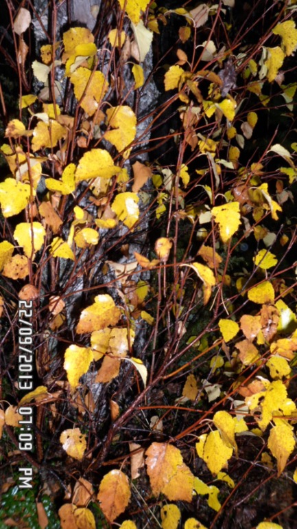 Осенняя поездка в лес