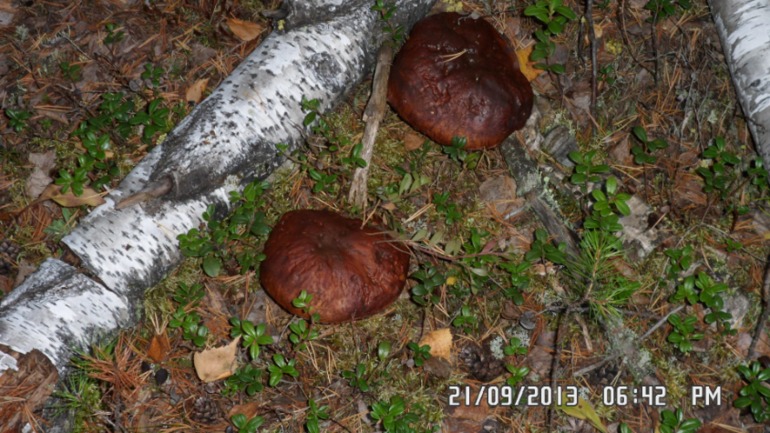 Осенняя поездка в лес