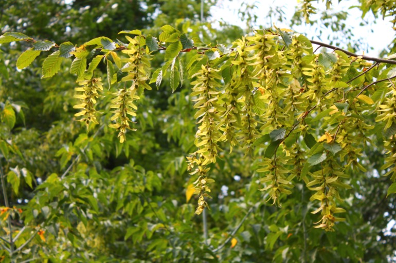 Китаевская пустынь