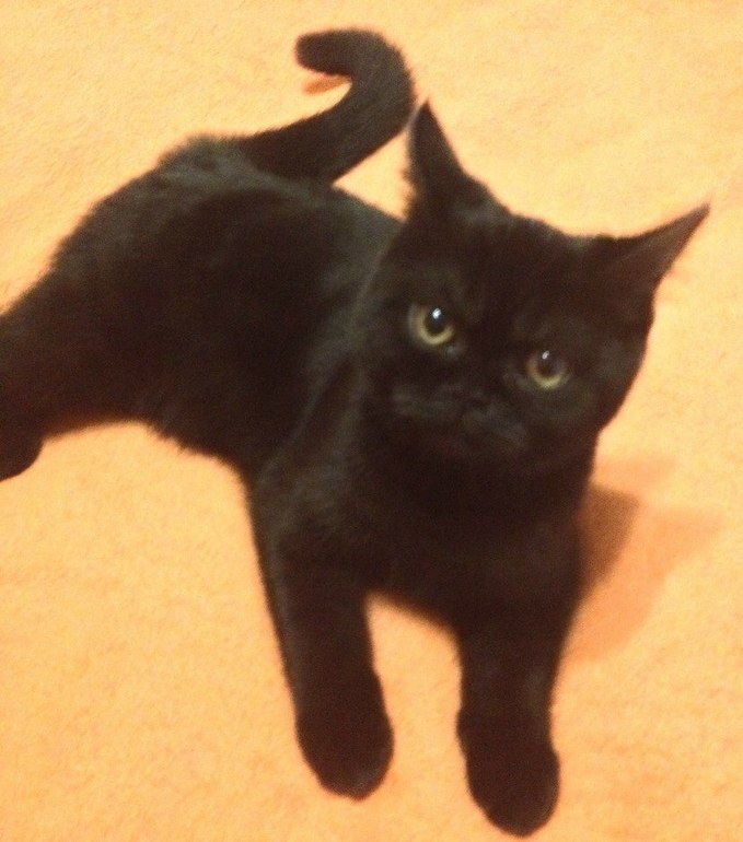 Немножко моей чернопопой козочки))))