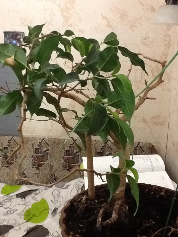 Как спасти деревце? Повреждены корни...