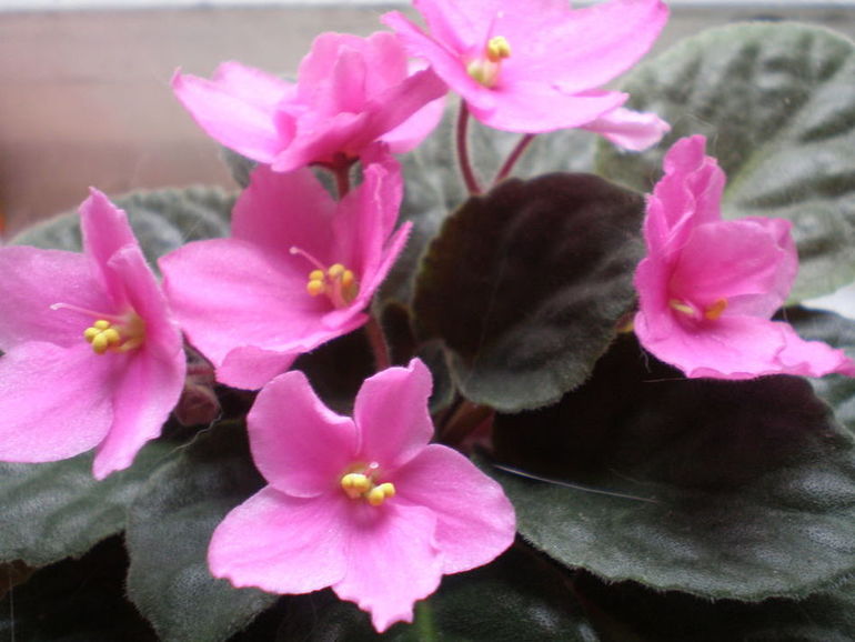 Прекрасные фиалки в дар!