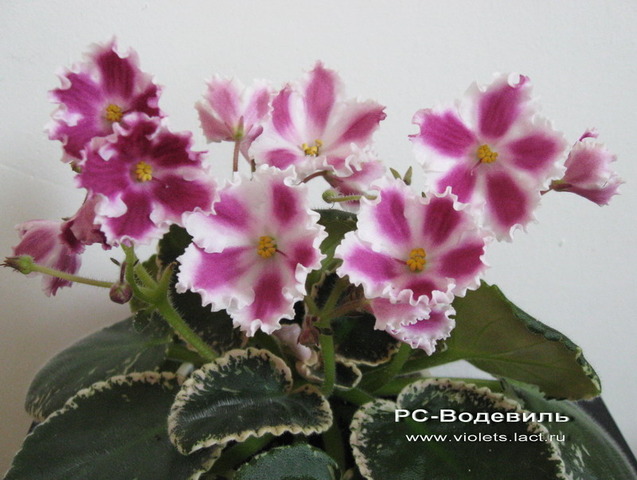 Фиалки - черенки и детки )