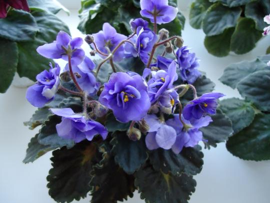 Прекрасные фиалки в дар!