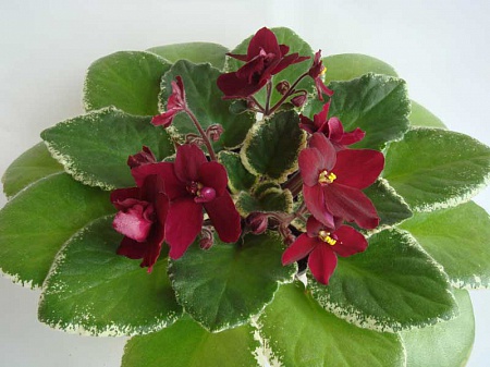 Фиалки - черенки и детки )