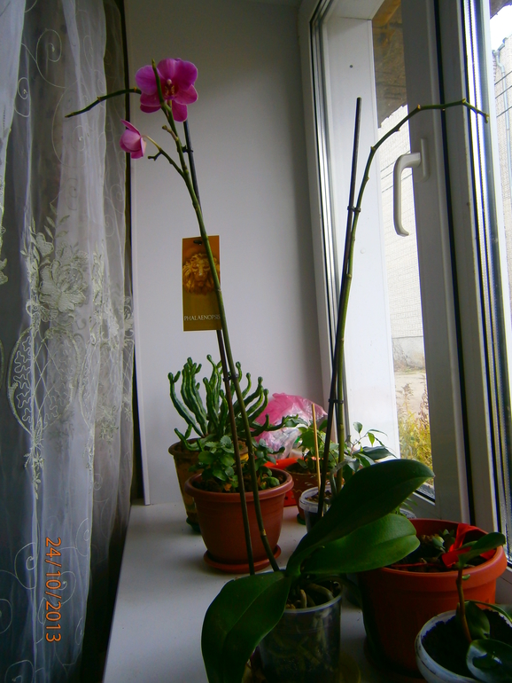 Кто разбирается в орхидеях?У меня к вам пара вопросиков!!!!