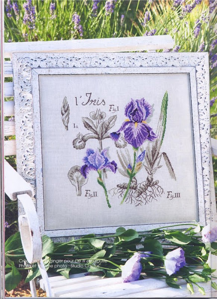 Герань, Véronique Enginger