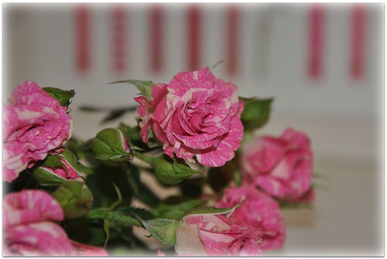 Карандаши и роза, Казуко Аоки