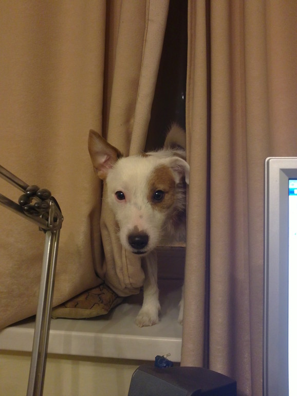 Длинный рассказ про нашего питомца