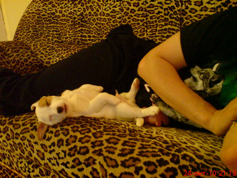 Длинный рассказ про нашего питомца