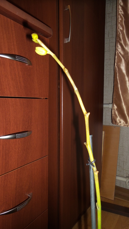 Помогите. Не знаю, что происходит с орхидеей.