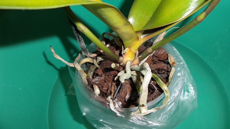 Помогите. Не знаю, что происходит с орхидеей.