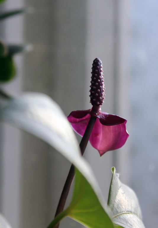 Антуриум Фиорино