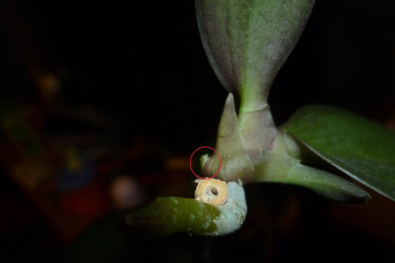 Это ведь не корни?