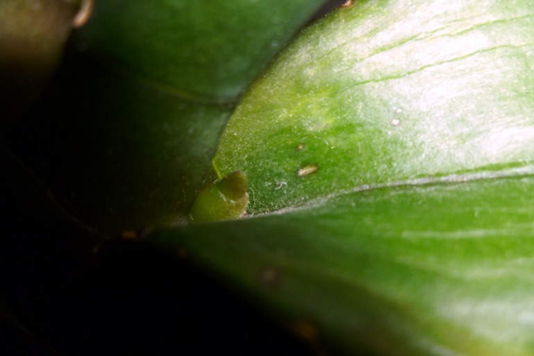 Это ведь не корни?