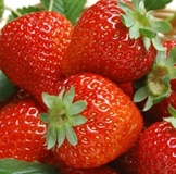 Мой хомяк рад будет поделиться !!! Розыгрыш СОСТОЯЛСЯ! ПОЗДРАВЛЯЮ победителя !