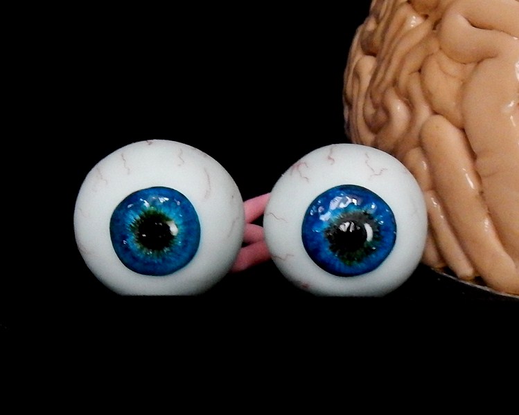 Мозг человека