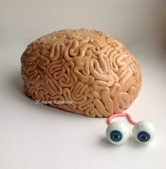 Мозг человека