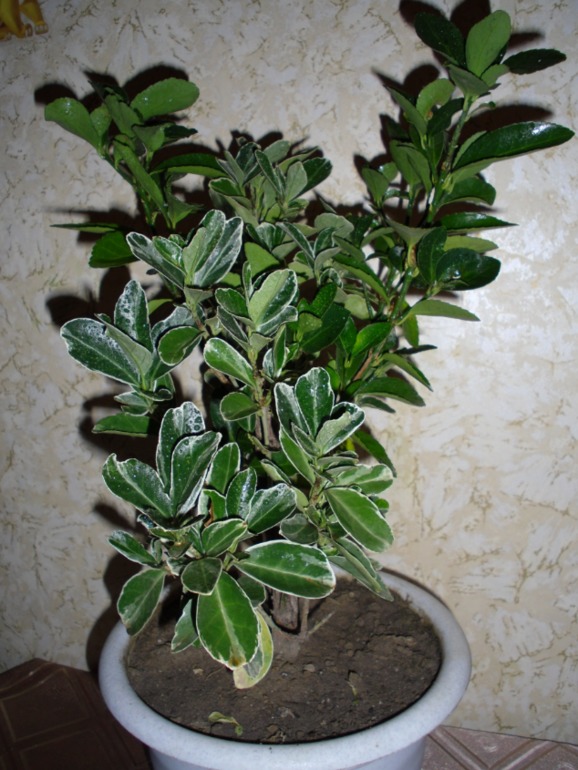 Посмотрите-помогите советом