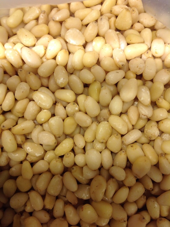 Сибирский кедровый орех (урожай 2013)