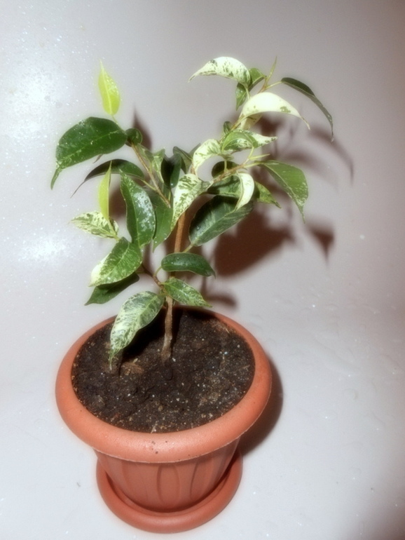 Фикусовый хваст