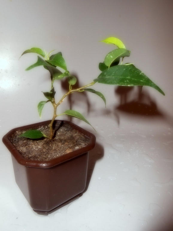 Фикусовый хваст