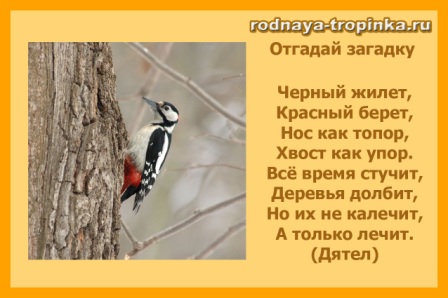 Какие птицы бывают?