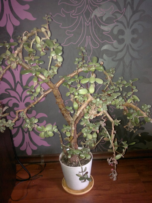 Помогите оживить!