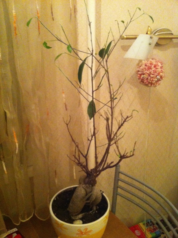 Фикус микрокарпа погибает!!!!