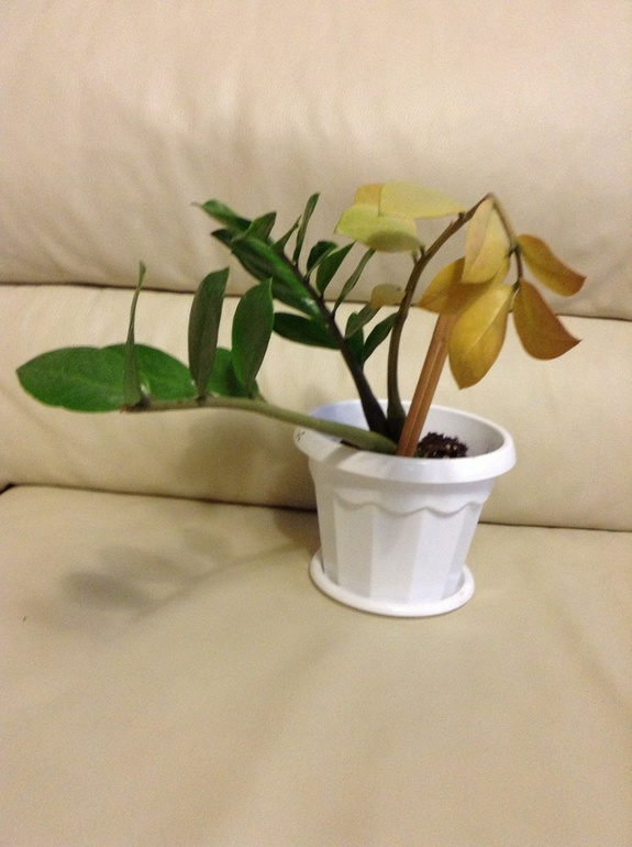 Помогите спасти цветок.