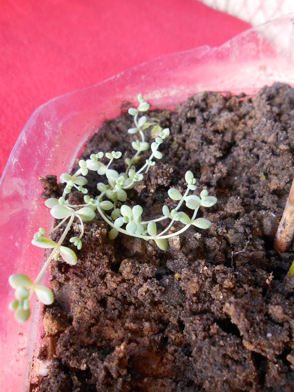 циперус 150 руб.