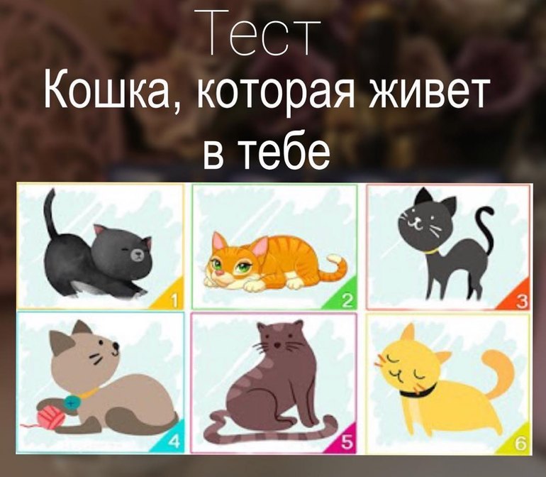 Какой ты котик. Тест про кошек. Тест о кошках для детей. Тест кошка настроение. Тест с котиками психология.