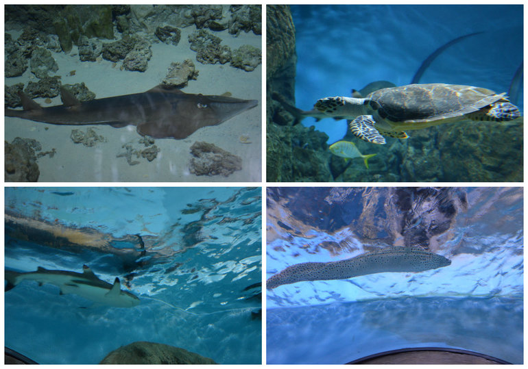 Океанариум №2 РИО