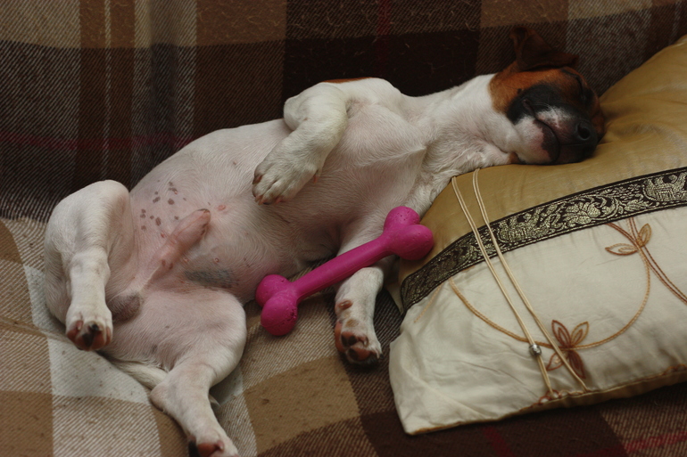 И я решила выложить свою щенюлю