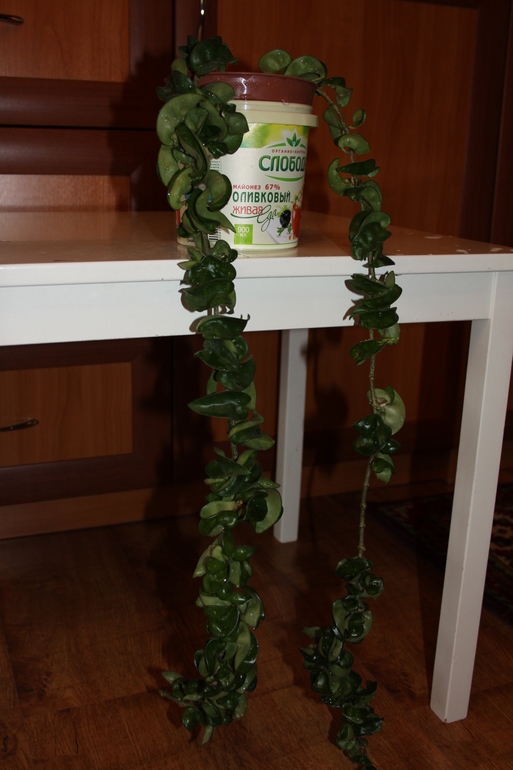 Провела перепись населения.Ну и фото на память.