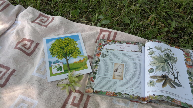 ТН Деревья (наш первый опыт)