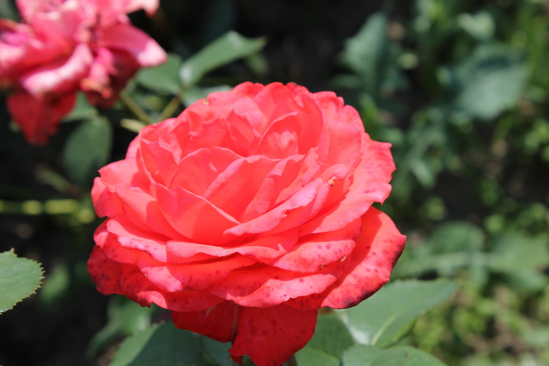 Контрольное задание № 28. "Меняем цвет объекта на фотографии с помощью кривых"