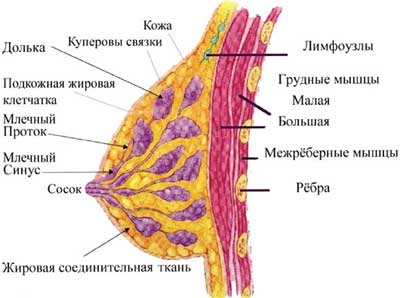 4557651ea3925776cf089f2fb6262180.jpg