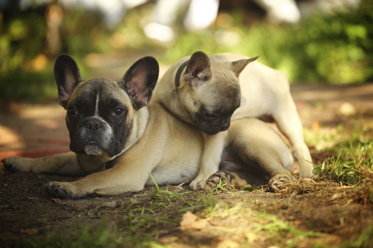 Наши мальчишки