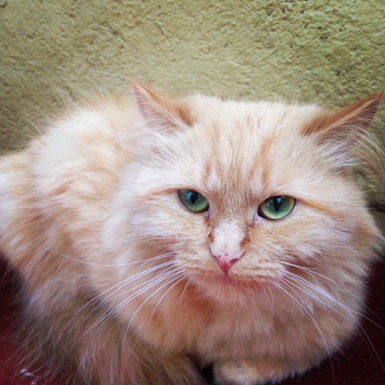 И я поделюсь)))