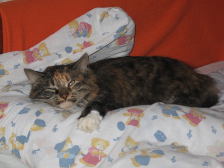 Каким кормом кормить?