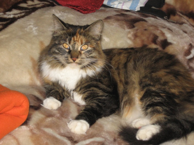 Каким кормом кормить?