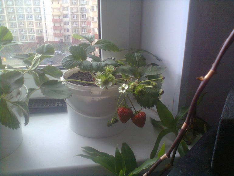 мой урожай.