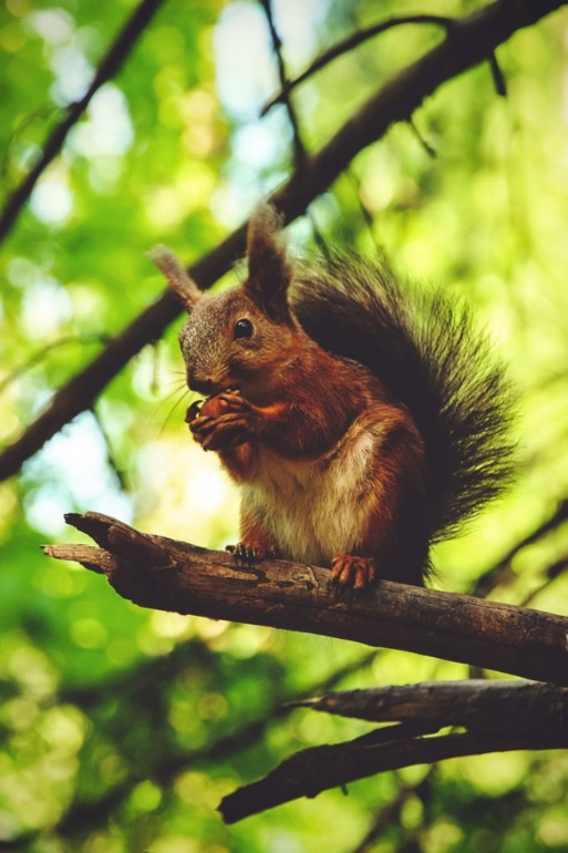 Где можно покормить белок с рук